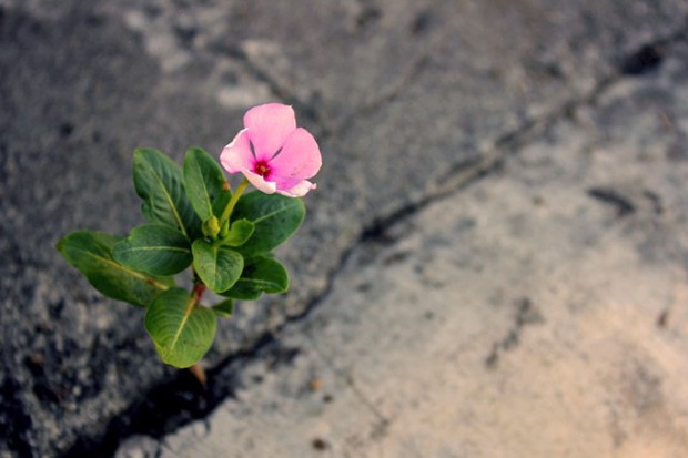 flower growing through crack in pavement